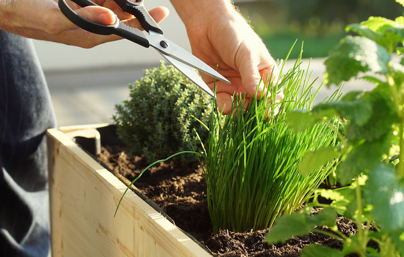 Kräuter frisch nund gesund aus dem eigenen Hochbeetgarten Kräuter mit Schere ernten - frisch und gesund
